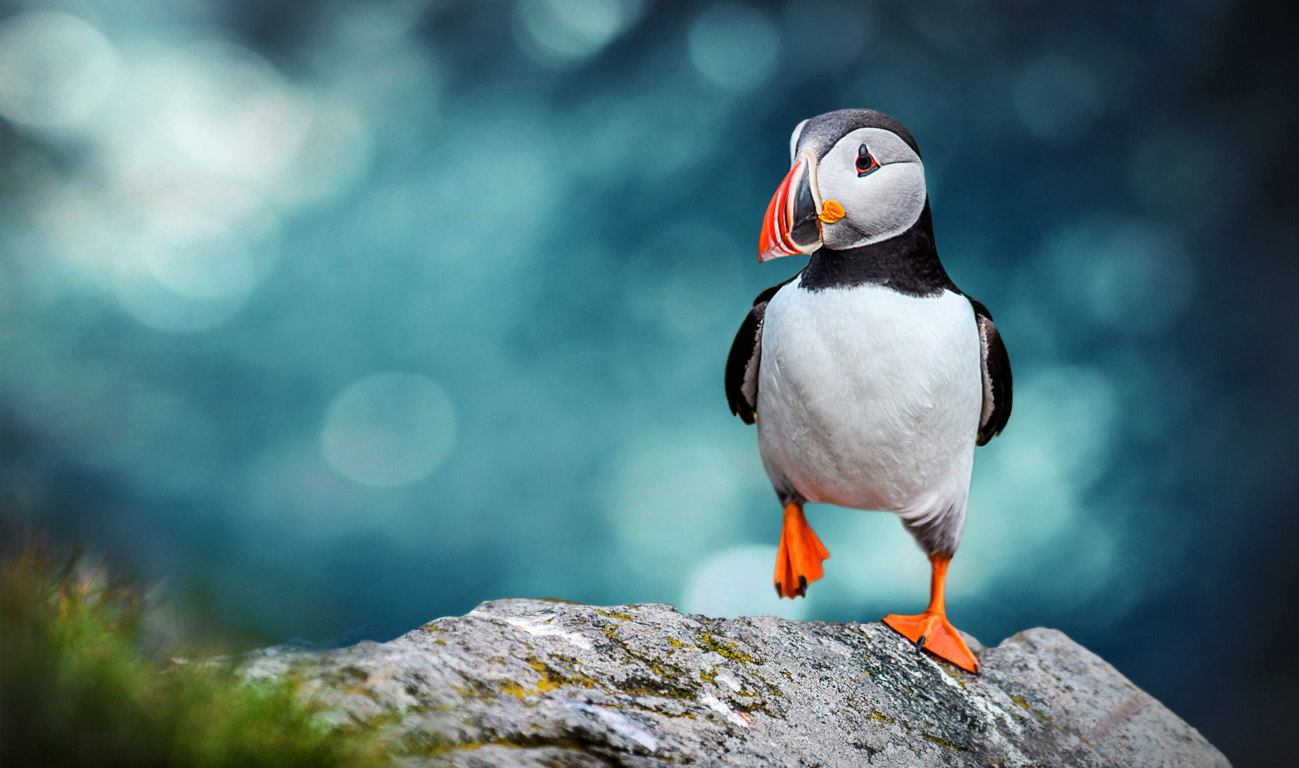 Atlantic,Puffins,Bird,Or,Common,Puffin,In,Ocean,Blue,Background.